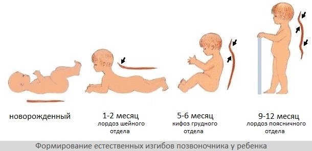 Формирование изгибов позвоночника
