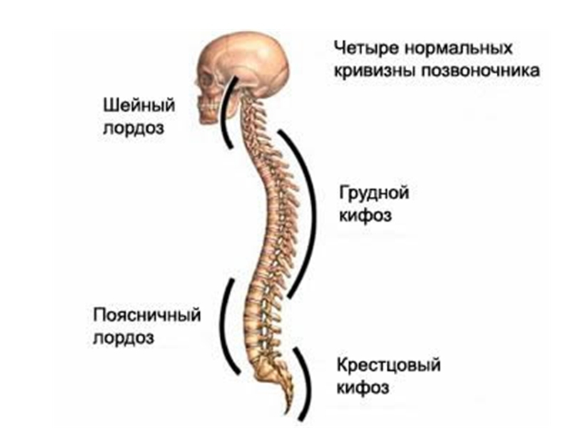 Физиологические изгибы позвоночника