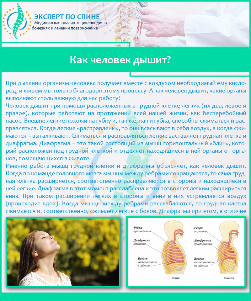 Как человек дышит