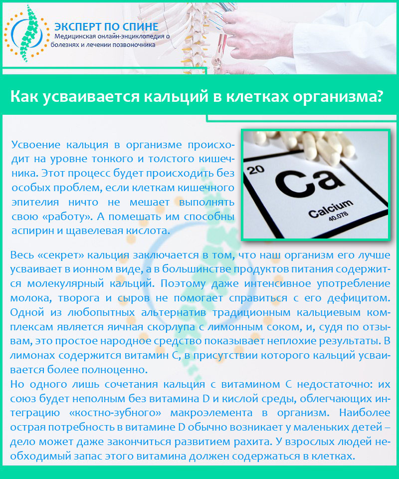 Как усваивается кальций в клетках организма