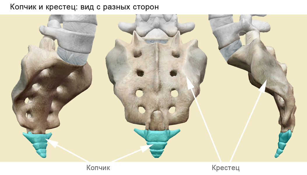 Копчик и крестец
