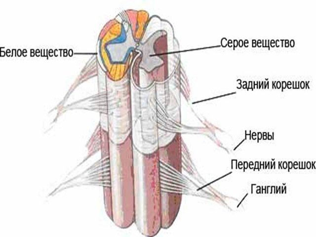 Спинной мозг – один из самых необходимых компонентов позвоночника. Без него нет никакой реакции, и не совершается никакого действия.