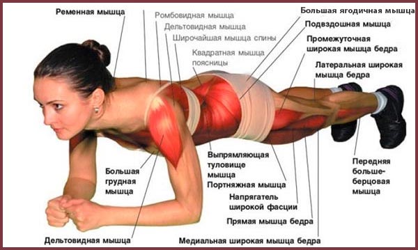 Мышцы, которые участвуют в классической «планке»