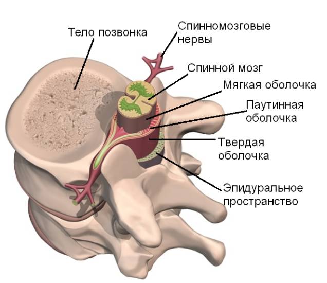 Оболочки спинного мозга