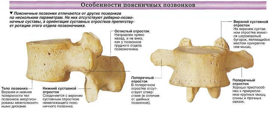 Особенности поясничных позвонков
