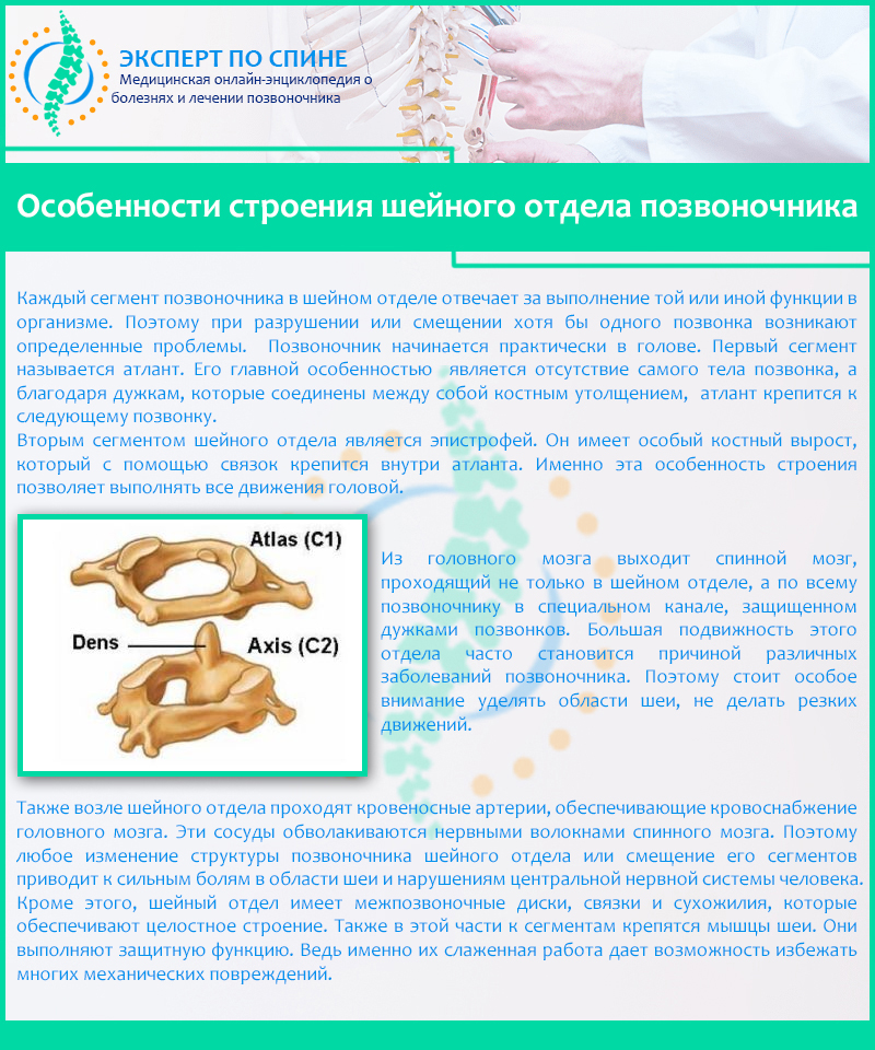 Особенности строения шейного отдела позвоночника