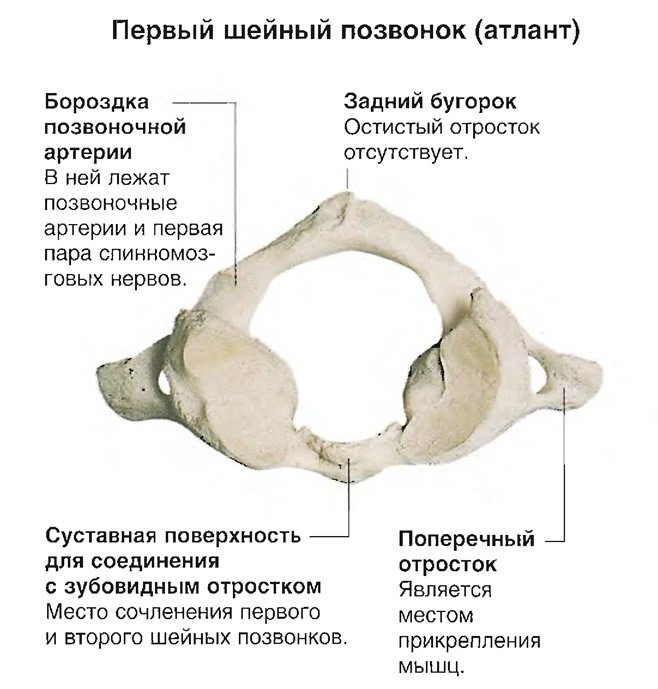Первый шейный позвонок