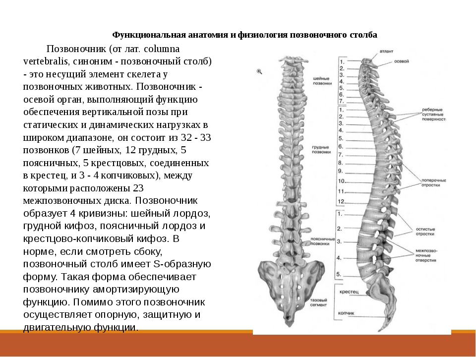 Позвоночный столб