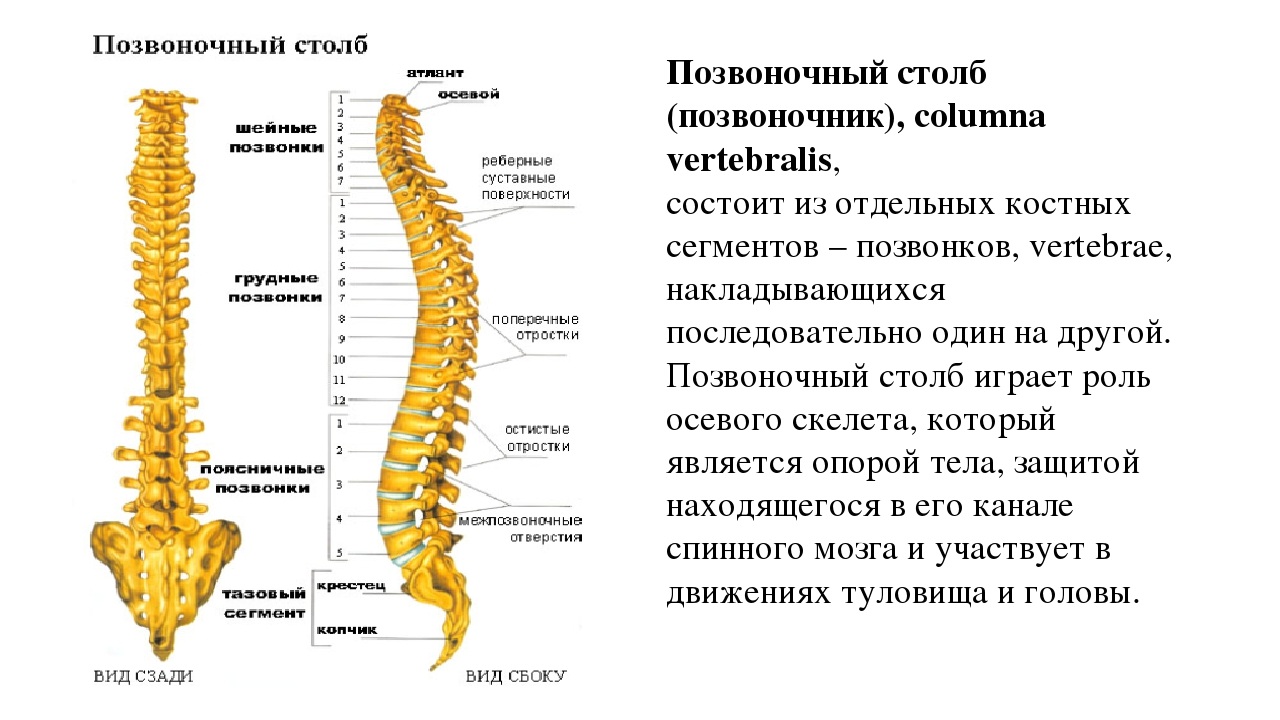 Позвоночный столб