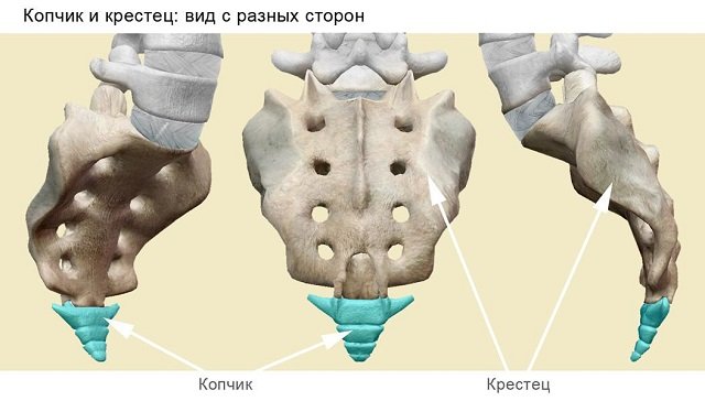 Копчиковый отдел – отдел рудиментарной кости, которая, тем не менее, сохраняет свою важность