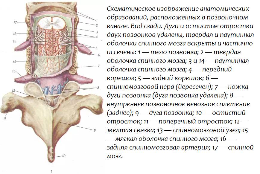 Схематическое изображение анатомических образований, расположенных в позвоночном канале
