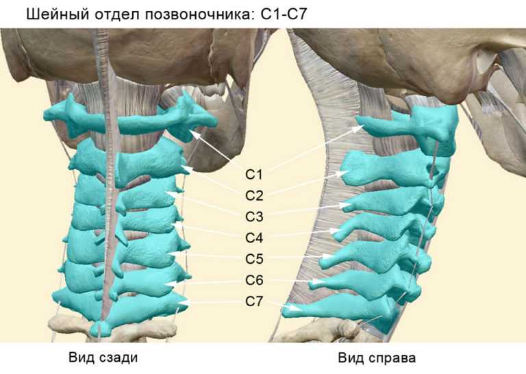 Шейный