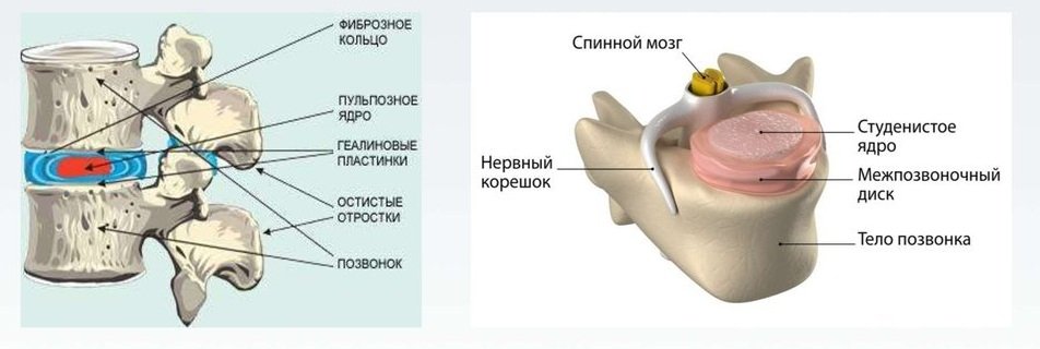 Строение межпозвоночного диска