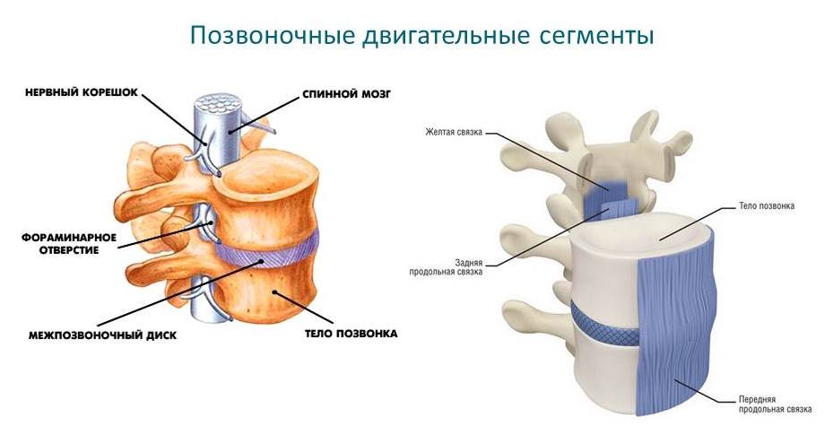 Строение позвонка