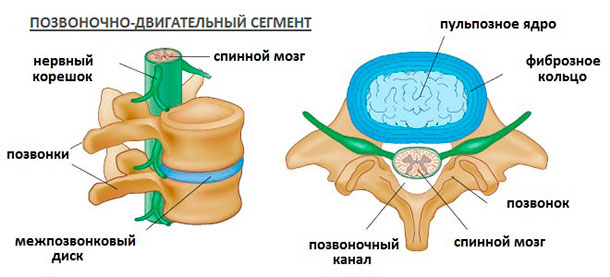 Строение позвонков и межпозвоночных дисков