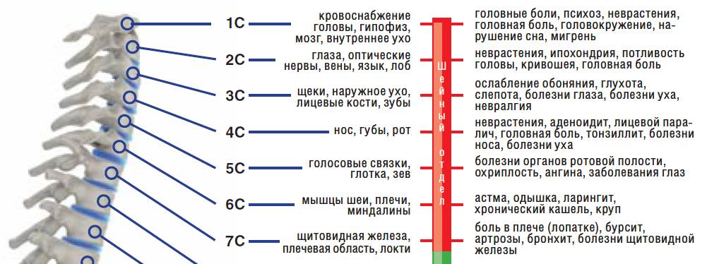 Строение шейного отдела позвоночника