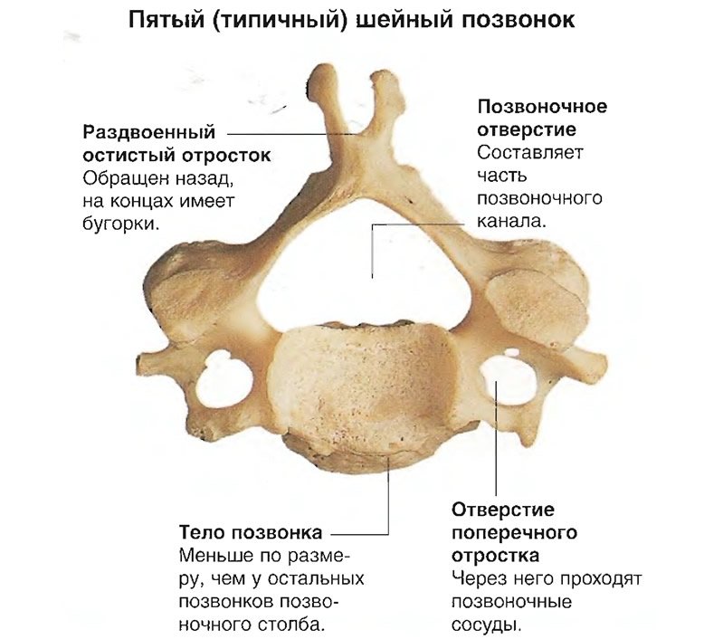 Строение шейного позвонка (пятого)
