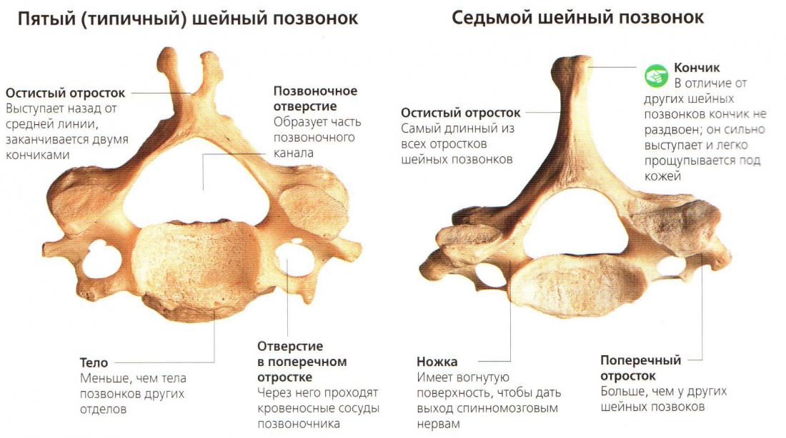 Строение шейных позвонков