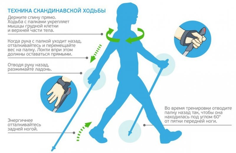 Техника скандинавской ходьбы