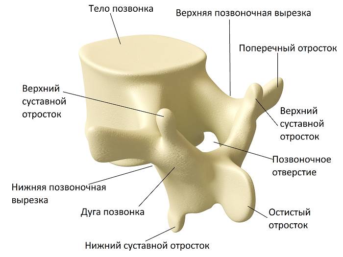 Типичный позвонок