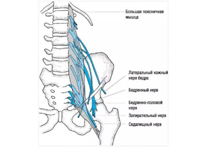 Топография пояснично-крестцового сплетения