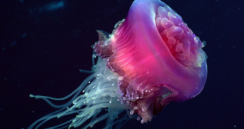meduza Ожог медузы